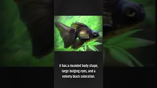 Black Moor Goldfish [upl. by Thanasi]