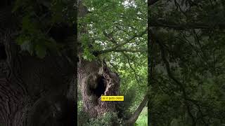 This SHOCKING Fact About Trees Will Surprise You 🤯 [upl. by Son]