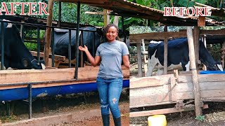 DAIRY FARMING IN KENYA Affordable morden feeding troughs in our farm [upl. by August]