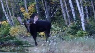 moose hunting deuxième partie de chasse orignal acadienne [upl. by Annavahs]