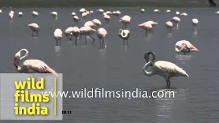 Group of Greater Flamingos  Bird Sanctuary Thol [upl. by Aniretak]