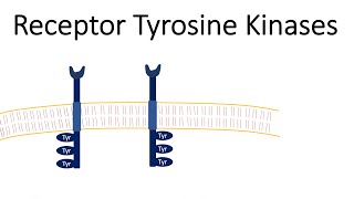 Receptor Tyrosine Kinases  RTK [upl. by Assenov123]