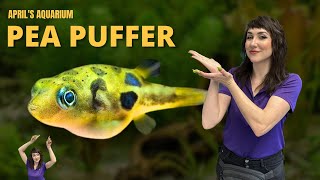 Species Spotlight Pea Puffer [upl. by Solita975]