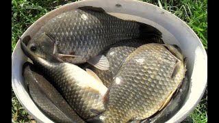 САМАЯ ЛУЧШАЯ РЫБАЛКА 2024КАРАСИ МОНСТРЫ ГИГАНТЫ ДНЕПР fishing ukraine carpfishing [upl. by Hashum]