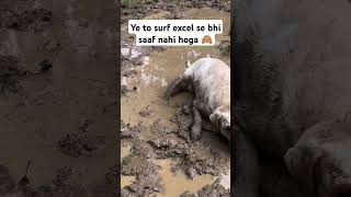 Ye to surf excel se bhi saaf nahi hoga 🙈 lablove cuteanimal labradoruniverse labradorlovers [upl. by Euginimod]