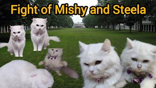 Steela amp Mishy fightcat youtubeshortscatlover shortsvideoshortsfeedmishysteelamishy steela [upl. by Charlie]