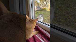 😻Funny😻kitten amp joy of meeting 🥰 kittten shorts funny shortvideo love [upl. by Abrams]