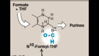 Amino Acids  Decarboxylation amp Carriers [upl. by Amaras51]