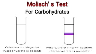 Molischs Test for Carbohydrates detection Knowledge Academy [upl. by Farica]