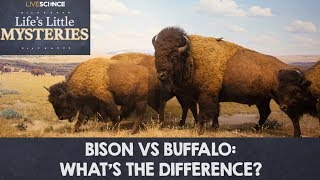 Bison vs Buffalo Whats the Difference [upl. by Hteb]