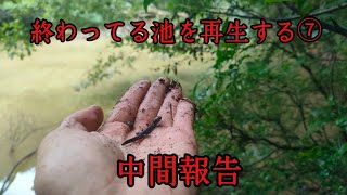 終わってる池を再生する⑦駆除開始から一ヶ月報告 [upl. by Rachel]