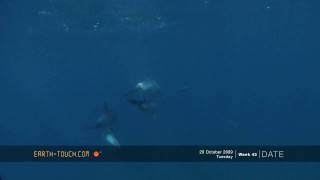 Bottlenose dolphins frolic in crystalclear water [upl. by Lunsford585]