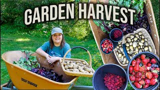 HUGE Organic Garden Harvest Potatoes Snow Peas Strawberries Raspberries amp Beets  JULY 2024 [upl. by Ontine489]