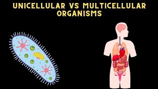 DIFFERENCE BETWEEN UNICELLULAR AND MULTICELLULAR ORGANISM science [upl. by Olympe473]