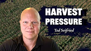 Harvest Pressure from Oversold Crops Ted Seifried on RFDTV [upl. by Tamera477]