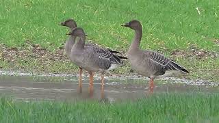 Tundra Bean Goose Laleham 20122020 [upl. by Ahsienek]