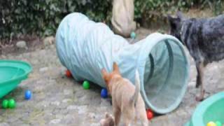 australian cattle dog 8 week old puppies playing [upl. by Anahsohs]