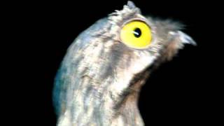 Gray or Common Potoo [upl. by Biles]