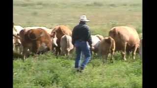 LowStress Cattle Handling for Productivity and Safety [upl. by Deborah]