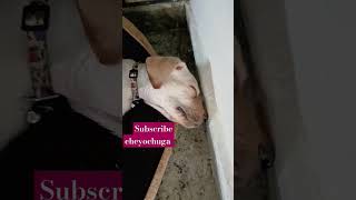 Ayee babu lev dj Manju 🐶🐕🤭🤩shorts viralvideo subscribe plzzz [upl. by Enelyw472]