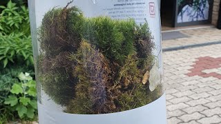 Bought a Bag of Cushion Moss  Leucobryum glaucum [upl. by Carrnan815]