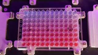 45Second Normalization for 96Well Plate [upl. by Naz]