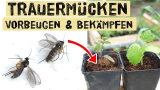 Trauermückenplage 2021  vorbeugen und bekämpfen  Nützling Nematode  Trauermücken an Jungpflanzen [upl. by Anelim]