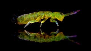 Springtails in Aquariums  The Best Fish Food [upl. by Ybroc542]