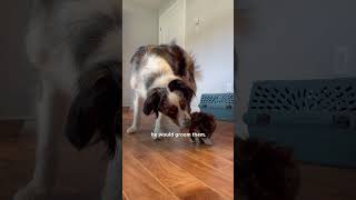 Dog Becomes Mama To A Litter Of Tiny Rescue Kittens  The Dodo [upl. by Iblok]