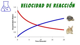 Temperatura y Velocidad de Reacción Química con Pastillas Efervescentes 🥵🥶 [upl. by Helga]