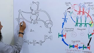 How to draw life cycle of Rhizopus  How to draw life cycle of Zygomycota [upl. by Rema957]