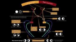 Visual Pathway amp Visual Field Defects  Dr MDM [upl. by Stewardson326]