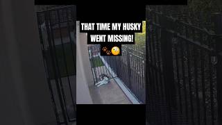 How My Husky Pulled Off the Great Escape  husky huskydog [upl. by Jerrie173]