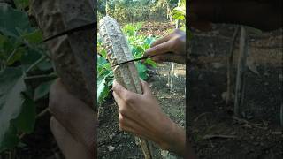 Seeds suitable for sowing came out from inside this dried ridge gourd nature farming shorts [upl. by Schwab]