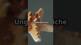 Unglaubliche Fakten über Seesterne die du nicht kanntest factsofnature tiere seesterne [upl. by Thorley197]