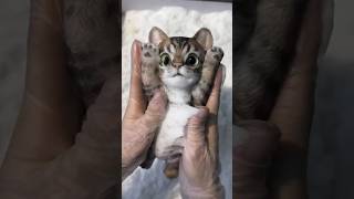 cats sticky toy cast in foam shortsvideo [upl. by Dnallor428]