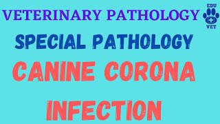 Canine Corona InfectionGastro Enteritis Complex [upl. by Eendys591]