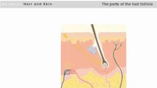 The Basic Structure of the Hair Follicle and Skin [upl. by Souvaine]