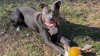 Draco is a 1 year old mixedbreed dog looking for his new home on Cape Cod [upl. by Mackay]