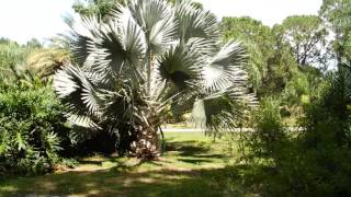 Syagrus botryophora September 21 2016 [upl. by Hecht]