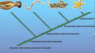 Constructing a Cladogram [upl. by Eart]