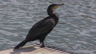 Cormorant on a Pontoon floating platform  Bristol Harbourside [upl. by Amir]