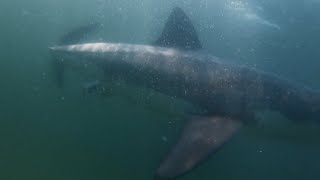 Viewing Great White Sharks on Cape Cod [upl. by Yelkrab]