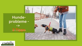 Hundeprobleme  3 Tipps [upl. by Studdard]