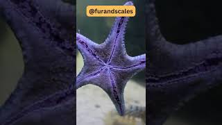 Starfish From Regeneration to Feeding Methods [upl. by Akyssej159]