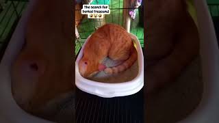 Treasure hunt🤣😹🤣 cat funny catvideo cute [upl. by Eicart]