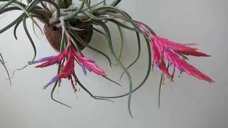 Tillandsia caputmedusae тилландсия голова медузы [upl. by Ress]