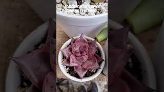 Agavoides music love plants shortvideo viral amor succulents jardin gardenplants plantas [upl. by Ana]