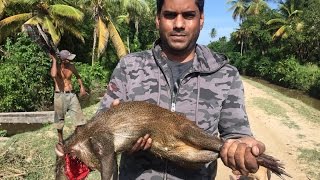 Guyanese Hunting Technique 2 Agouti Akuri Caught Live [upl. by Herzig]