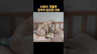 독박이 떠오르는 억울한 강아지 ㅋㅋㅋㅋㅋ [upl. by Settle]